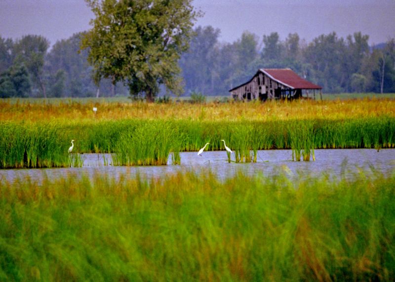 File:127.4 Photo1 Wetland with Birds.jpg