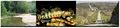 Thumbnail for version as of 11:01, 14 January 2010