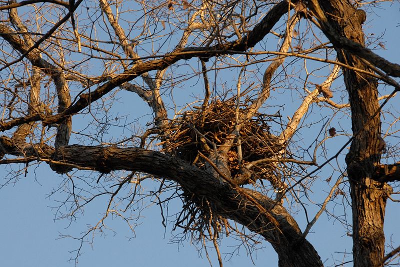 File:127.7 bald eagle nest2.jpg
