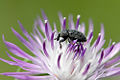 Thumbnail for version as of 14:35, 28 October 2009