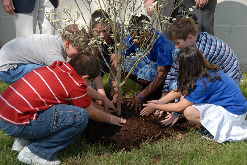 File:Environmentally Friendly trees.jpg