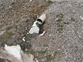 Thumbnail for version as of 09:54, 26 December 2007