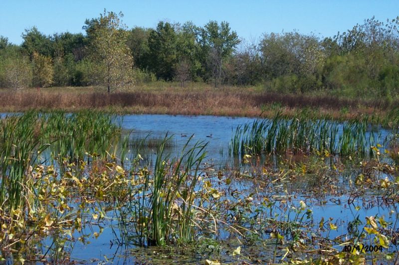 File:127 Photo01 wetland.jpg