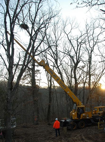 File:127.7 bald eagle nest1.jpg