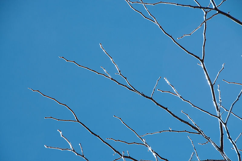 File:821.24 deciduous.jpg